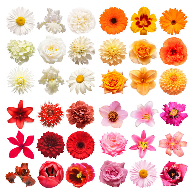 各种各样的彩色花朵，孤立在白色背景上。照片完美修饰，景深全覆盖。俯视角度，平面布置图片下载