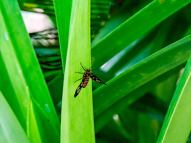 一只色彩斑斓的昼行蛾的微距照片，它有着黑色的翅膀和橙色的条纹，栖息在一片绿叶上，在户外的自然光下清晰地展示着翅膀上的斑点和身体的精细细节。图片下载