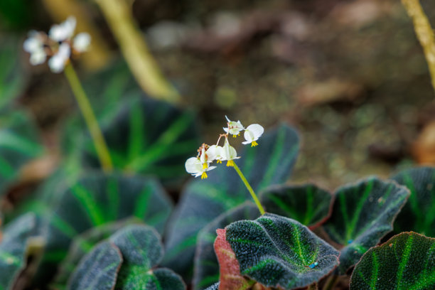 盛开的小型白色婴儿翅膀秋海棠花（Begonia 'Baby Wing White'）特写照片图片下载