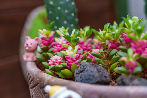 粉色盆中可爱安娜锦（Anacampseros rufescens）多肉植物的特写照片图片下载