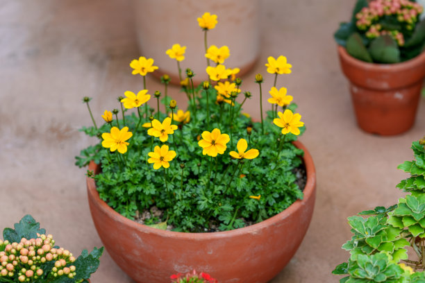 盛开的黄色鬼针草（Bidens ferulifolia）特写照片图片下载