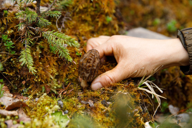 在森林里采摘野生食用蘑菇羊肚菌图片下载