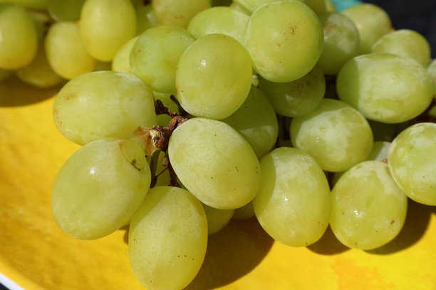 这张特写照片展示了一串质地光滑、饱满的绿葡萄。摄于佛罗里达州，2025年12月10日。图片下载