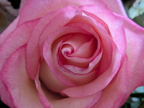 一朵娇嫩的玫瑰花蕾特写，俯视视角，照片背景。图片下载