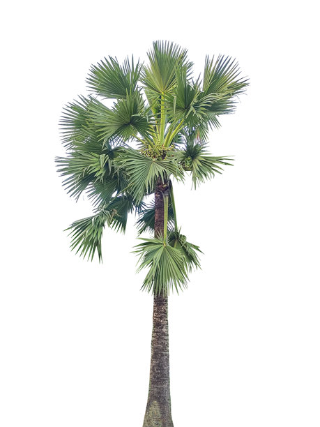 一棵孤立的热带椰子棕榈树，带有绿叶和天然树干，背景为白色，适合夏季度假和旅行照片。图片下载