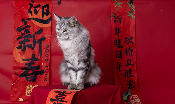 在红色背景下拍摄缅因猫的照片图片下载