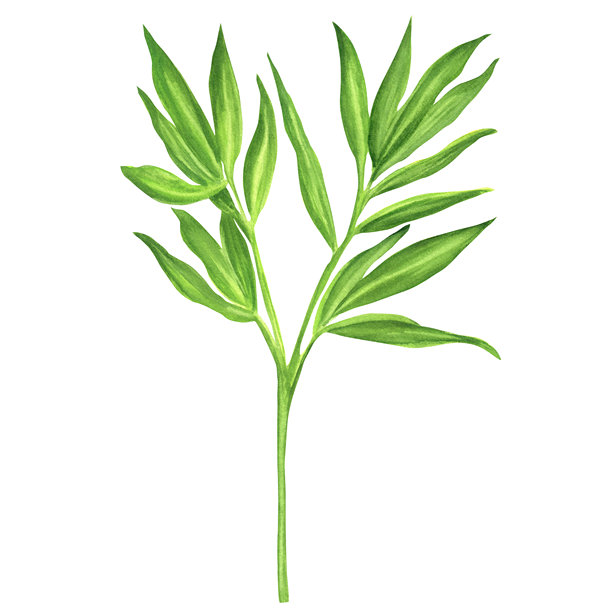 绿色的竹枝带叶，孤立。中国园林剪贴画。竹子元素。手绘水彩插画，用于亚洲主题设计、包装、明信片、剪贴簿图片下载