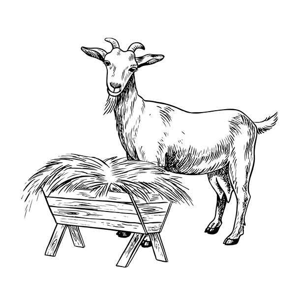 一只山羊侧身站立，正在吃干草。黑白矢量手绘插画。非常适合乳制品农场或农业项目。也适用于标签、包装、横幅等。图片下载