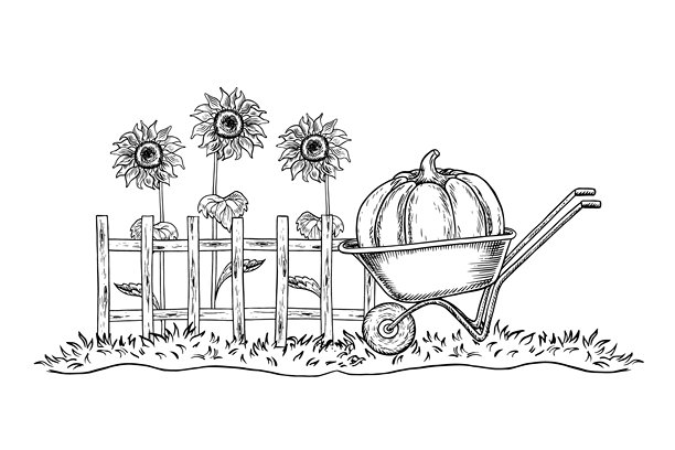 乡村庭院。手工黑白矢量图。独轮车里的大南瓜、木栅栏和向日葵。用于明信片、标签和包装。用于横幅、海报等。图片下载