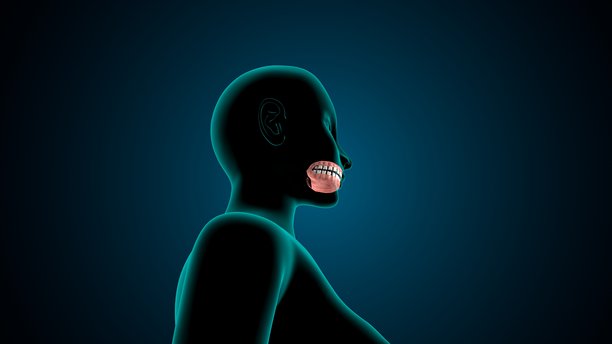 人类下颚骨解剖图。三维插画图片下载