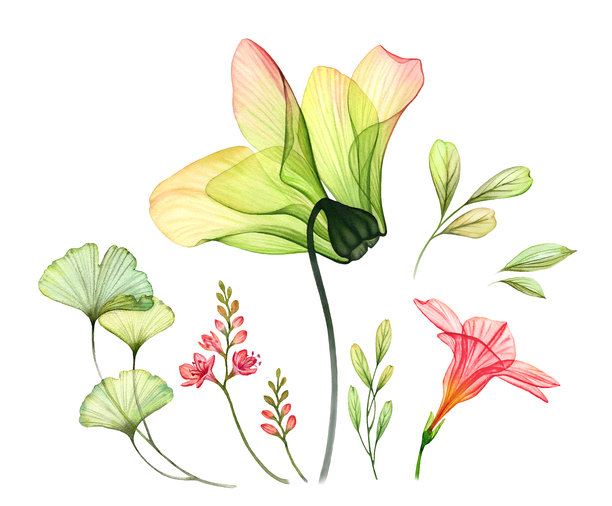 水彩画风格的透明黄色杜鹃花、百合花和银杏叶套装。色彩缤纷的热带花卉集合，孤立在白色背景上。用于婚礼设计、包装、广告的植物花卉插画。图片下载