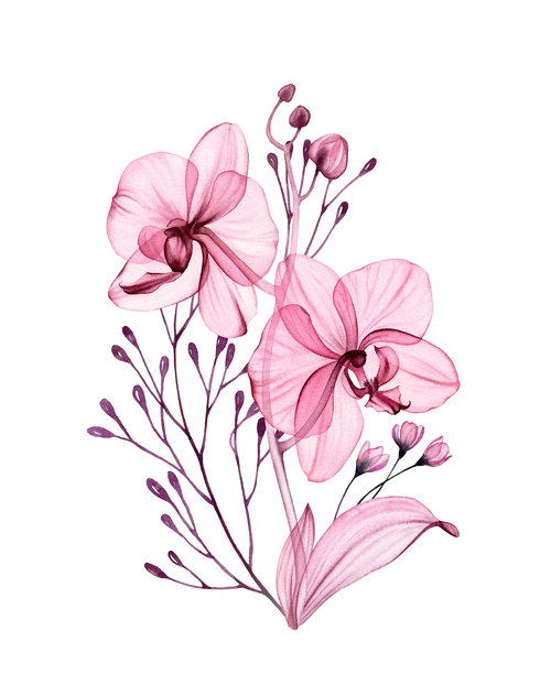 水彩兰花花束。抽象透明的花朵，优雅的枝叶，呈灰粉色和紫色。手绘植物插画，适合用于婚礼设计、文具卡片印刷。图片下载