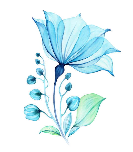 水彩透明花朵。包含大朵蓝色花瓣、花蕾和叶子的构图。抽象的绿松石花卉绘画。手绘充满活力的插画。图片下载
