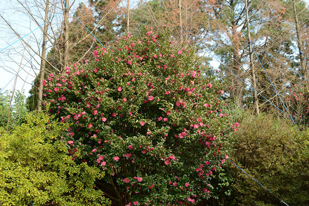 山茶花（Camellia sasanqua）是一种常绿小乔木，冬季开花，其种子可用于高品质的食用油生产。真实光学摄影，实景拍摄。图片下载