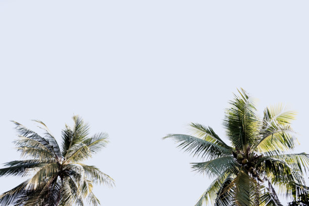 有机照片 热带棕榈树叶 浅米色 蓝色天空 留白 背景 美学图片下载