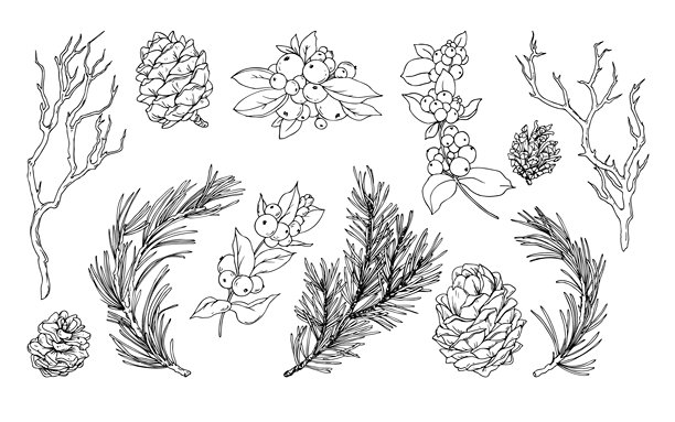 手绘线性平面插画，包含黑白风格的云杉、雪松枝叶及松果、雪莓，构成优雅的单色圣诞系列，适用于冬季节日装饰和设计。图片下载