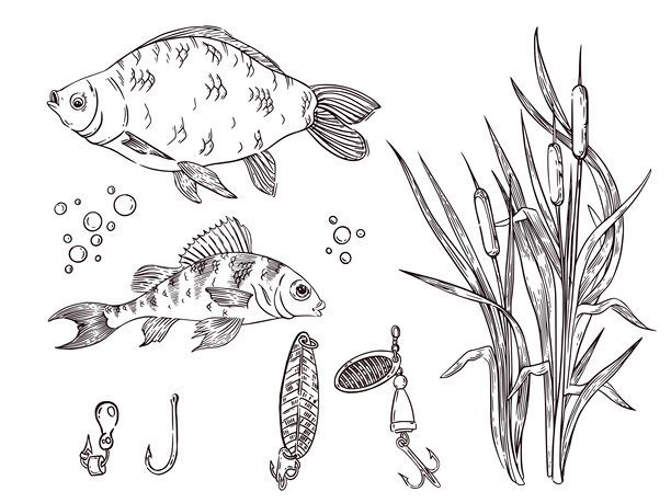 一套矢量插画，包含河鱼、鲫鱼、鲈鱼、闪光、鱼钩和芦苇。所有对象均为矢量格式的手绘图。用于渔具广告、涂色书。图片下载