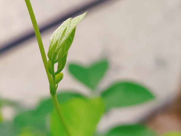 藤蔓植物上亮绿色叶子的特写，用于自然、花园和植物素材图片下载