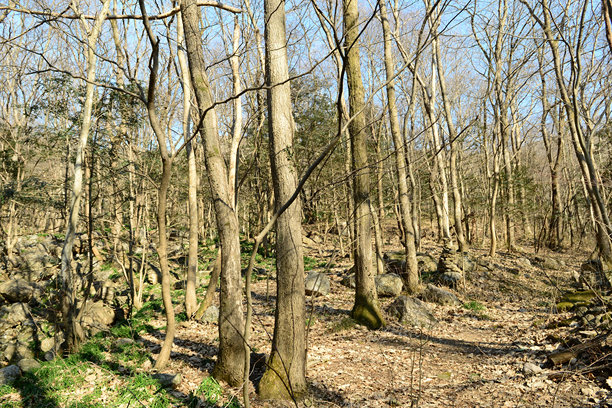 锯叶栎木材可用于制造高品质家具、木炭和建筑材料。这是一张真实的实拍照片，并非人工智能生成。图片下载