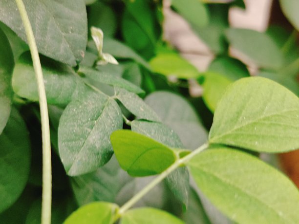 藤蔓植物鲜绿色叶片的特写，用于自然、花园和植物素材图片下载