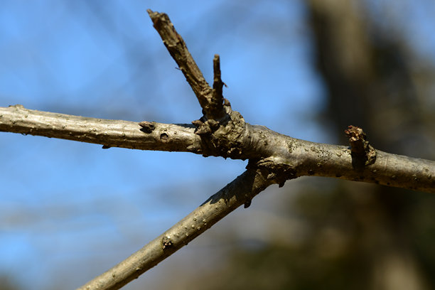 槲栎木材可用作高品质家具、木炭和建筑材料。这是一张真实的实拍照片，并非AI生成。图片下载