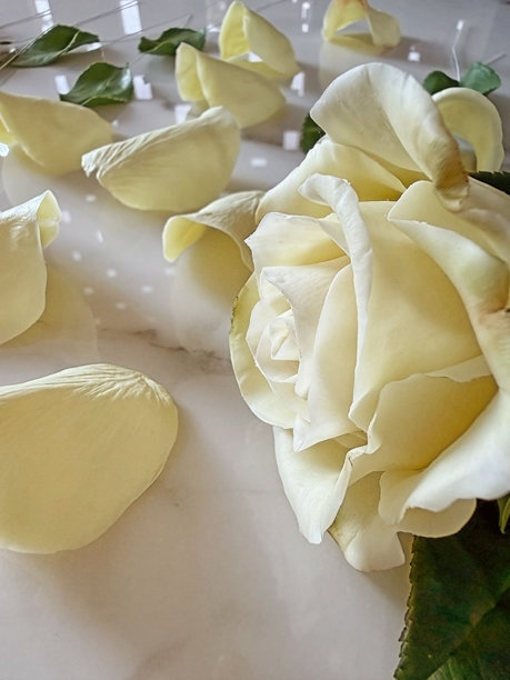 一张风干粘土手工制作的茶玫瑰，放在桌子上，旁边散落着独立的玫瑰花瓣和绿叶。图片下载