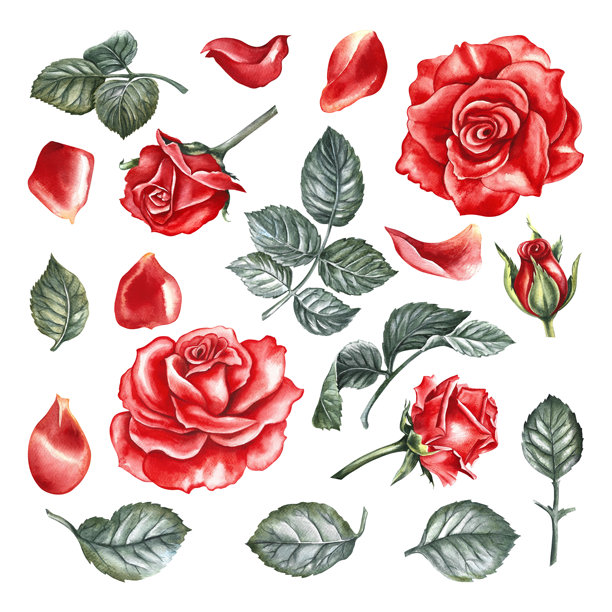 一套红玫瑰。手绘水彩插画。带有玫瑰元素的剪贴画。适用于设计花卉卡片、婚礼请柬、生日贺卡、包装、横幅和海报。图片下载