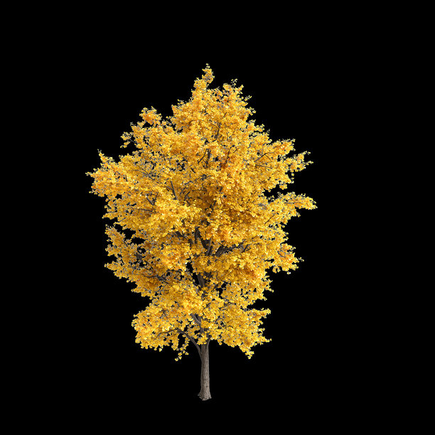 银杏树3D插画，黑色背景图片下载