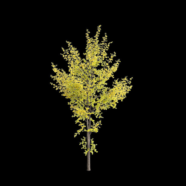 银杏树3D插画，黑色背景图片下载