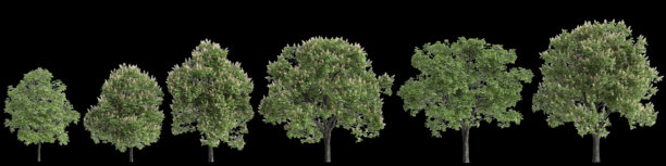 黑色背景上的七叶树三维插画图片下载