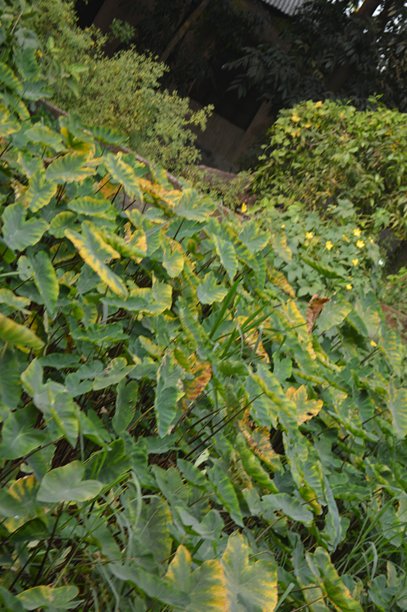 植物明亮的绿叶特写，用于自然、花园和植物素材图片下载