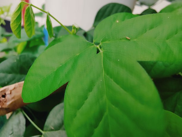 特写植物上鲜绿的叶子，用于自然、花园和植物素材图片下载