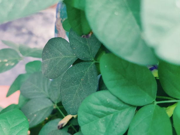 植物上鲜绿色叶子的特写，用于自然、花园和植物素材图片下载