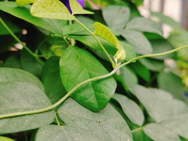 藤本植物明亮的绿叶特写，适用于自然、花园和植物素材图片下载