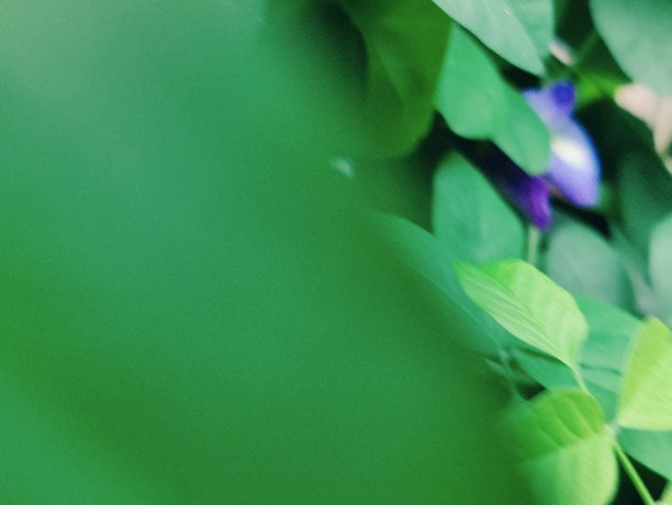 植物明亮的绿叶特写，适用于自然、花园和植物素材图片下载