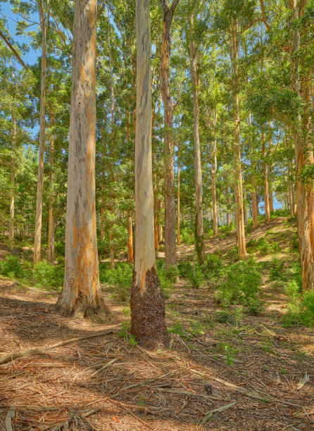 西开普省高大的桉树林，宁静的自然景观，斑驳的阳光，非常适合户外摄影和旅行素材图图片下载