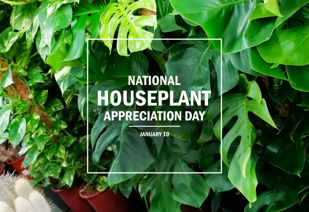 全国室内植物欣赏日海报素材图片图片下载