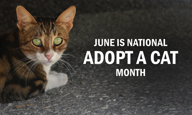 六月是全国领养猫咪月海报素材图片图片下载