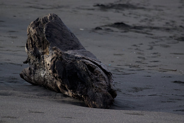 沙滩上枯树的唯美图片图片下载