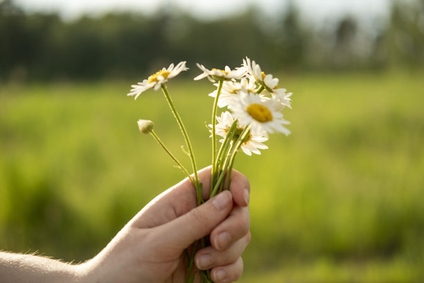 一只手轻轻捧着一束雏菊，背景是模糊的绿色田野。这张图片捕捉了自然的简约之美，唤起一种宁静与平和的感觉。图片下载
