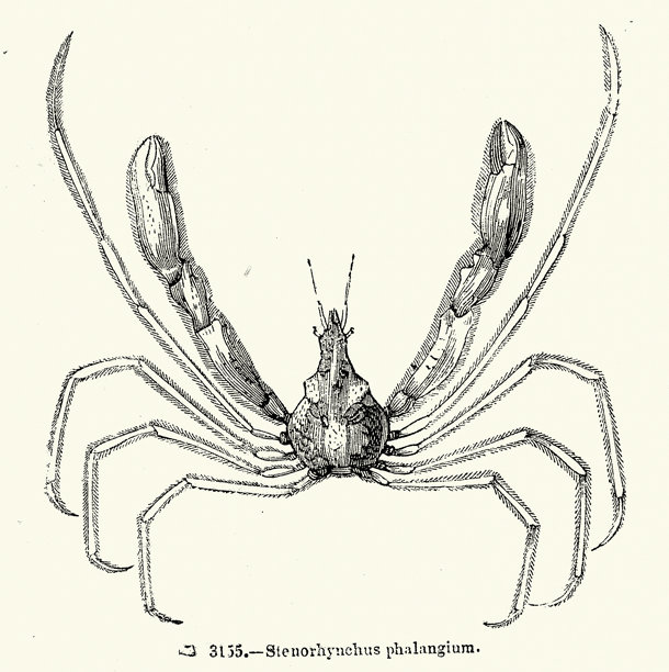 Stenorhynchus phalangium，长臂蜘蛛蟹或地中海蜘蛛蟹，是一种腿长的海蜘蛛蟹，野生动物，复古插画图片下载