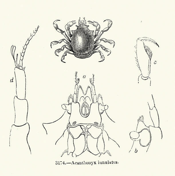 Acanthonyx lunulatus 是一种海洋蟹类，俗称绿棘蟹或浪花蟹，野生动物，复古插画图片下载