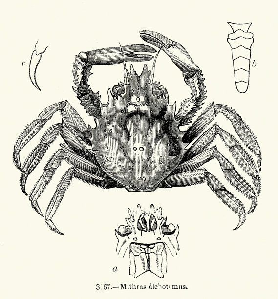 米特拉克斯蟹，野生动物，复古插画图片下载