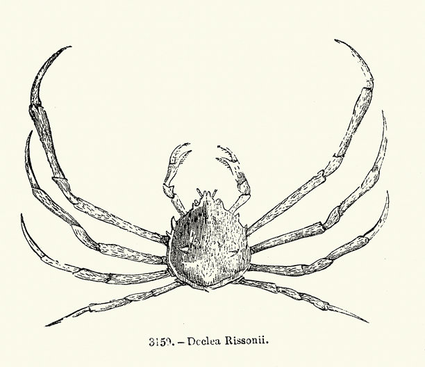 Doclea rissoni，一种红腿蜘蛛蟹。这是一种生活在印度洋-太平洋地区的海洋甲壳类动物。野生动植物，复古插画图片下载