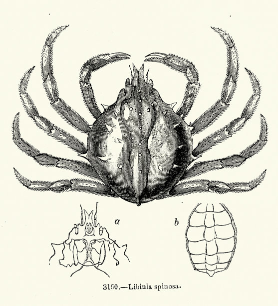 Libinia spinosa，一种蜘蛛蟹（长脚蟹），野生动物，复古插画图片下载
