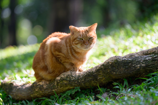猫蹲在木头上。图片下载