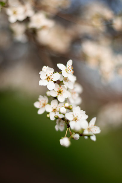 一枝白色樱花的精美、细致的微距照片，花瓣清晰，背景为柔和、奶油般的绿蓝模糊色。图片下载