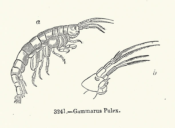 Gammarus pulex，一种淡水两栖甲壳纲动物，广泛分布于欧洲大部分地区。复古插画。图片下载