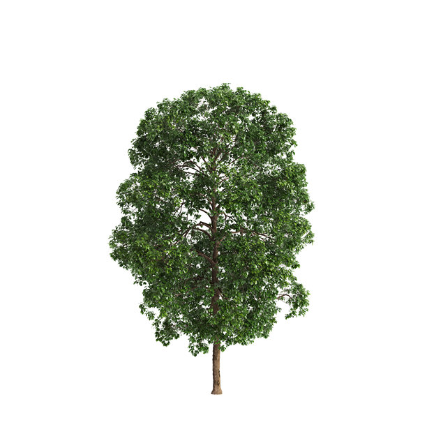 肉桂属植物的3D插画，白色背景图片下载