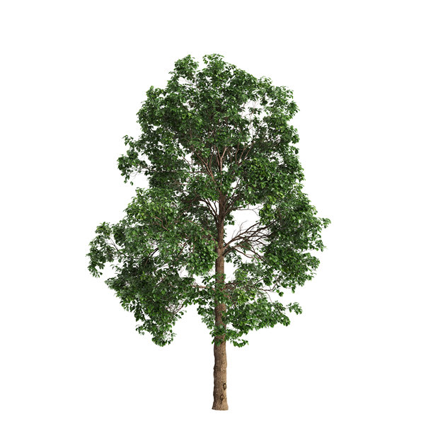 肉桂属植物的3D插画，白色背景图片下载